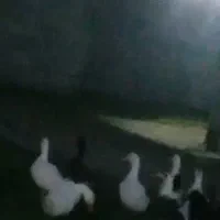 ۵ عدد اردک محلی