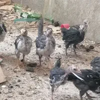 جوجه گلین