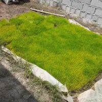 نشا برنج ندا