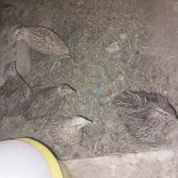 بلدرچین تخم گذار