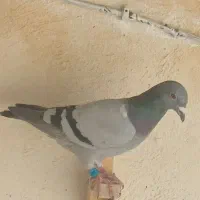کبوتر نرمعاوضه