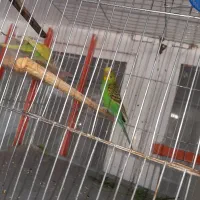 یک عدد مرغ عشق با جوجش