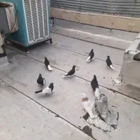 ۱۰ عدد گوتر خفت ۲ تومن