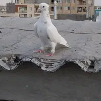 پرنده