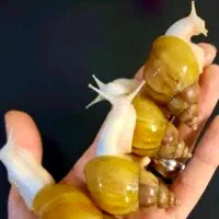 حلزون طبی )پرورشی
