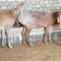 ۳ میش چینی جوان