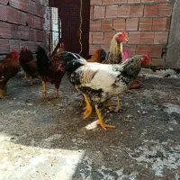 ۸ عدد مرغ و خروس