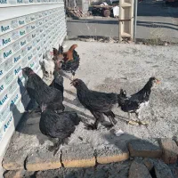 مرغ وخروس نژاد مرندی