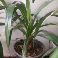 گل پاندانوس