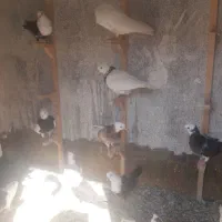 ۱۹ تا جوجه جنگی
