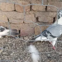 کبوتر