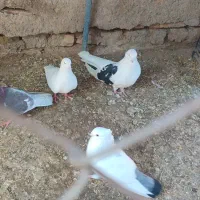 کبوتر|پرنده|هشتگرد, هشتگرد قدیم|دیوار