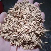 جو دان هاشمی اصل