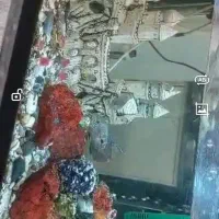 آکواریوم شیشه خم باماهی ولوازم مربوطه