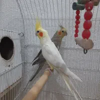 عروس هلندی جفت مولد