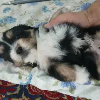 وگذاری سگ رایگان