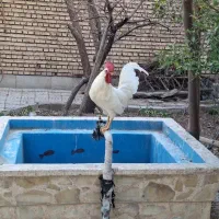 خروس