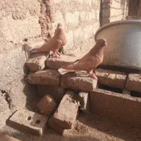 جفت فروشی