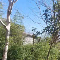 مسکونی یک قطعه زمین700متر(نامه بنیاد)مجوزداره