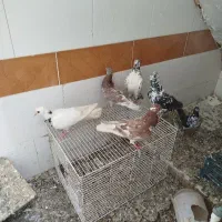 کفتر تهرانی