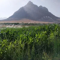 کارگر کشاورزی