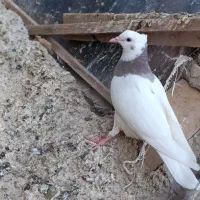 تعدادی کفترتهرانی و آلمانی معاوضه با آچار