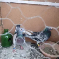 کفتر|پرنده|صفادشت, |دیوار