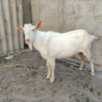 یک عدد نر بز