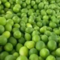 لیموترش جهرم بارامسال
