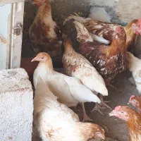 فروش نیمچه مرغ و خروس لوهمن آلمان