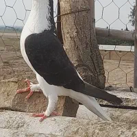 کبوتر