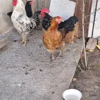 مرغ و خروس