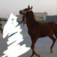 اسب مادیان عرب