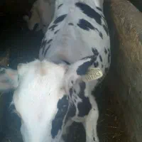 گوساله نر قطع شیر