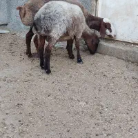 بره ماده آبستن و یک راس شیشک رومانوف