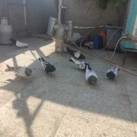 کبوتر سینه ای سرخ وسیله به قیمت