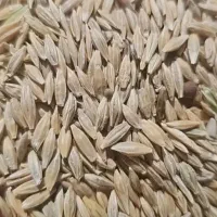 2 تن جو تمیز مختص بذر