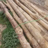 درخت|خدمات باغبانی و درختکاری|سارال, |دیوار