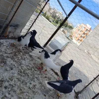 خوشرنگ سیاه شصتی|پرنده|تاکستان, |دیوار