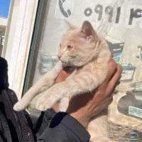 گربه خانگی آماده واگذاری