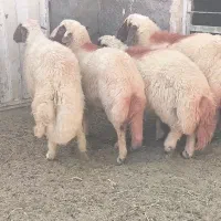 شیشک سنجابی