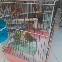 یک جفت مرغ عشق جفت