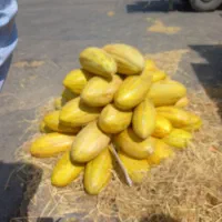 شاگرد برای میوه فروشی