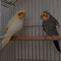 جوجه عروس هلندی4،5ماهه دستی