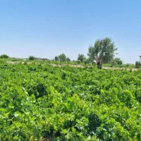 .یک هکتار زمین باغ بوته انگور و درختان میوه وزمین