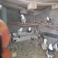 کبوتر طوقی