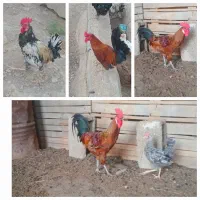 ۳ عدد خروس درشت گوشتی