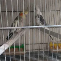 جفت عروس و مرغ عشق