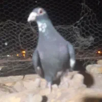 سیاه پلنگ نر