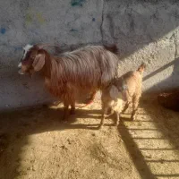 بز بزغاله دار شیره دار بزغاله ماده